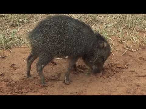 Contribuci&oacute;n de Placas Solares al Medio Ambiente en Comunidades