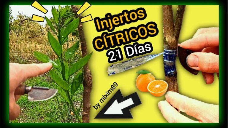 Éxito Garantizado: Ventajas de las Placas Fotovoltaicas